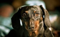 The dachshunds also inherited from their hounds ancestors the ability to leave the animal alive, ...