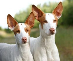 This breed survived in the harsh conditions of these islands, where the locals used these dogs a ...