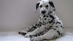 Dalmatian puppies are born completely white. If a newborn is marked with at least one spot, dog  ...