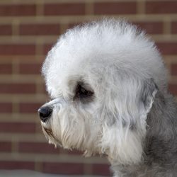 It is also worth noting that rats will never live in the terrier’s habitat. From time imme ...
