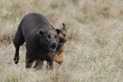 You should be careful about feeding the dogs of this breed. Food should be balanced and nutritio ...