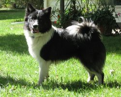 Having formed in a harsh climate, where every day both humans and dogs had to fight for survival ...