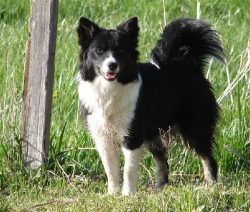 But their luxurious fur coat requires care: the dogs must be combed out as often as possible to  ...