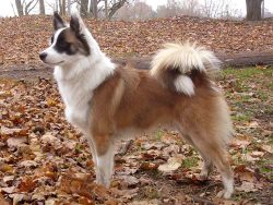 The Icelandic dog is not prone to aggression, but this does not make it a mediocre guard: it, li ...