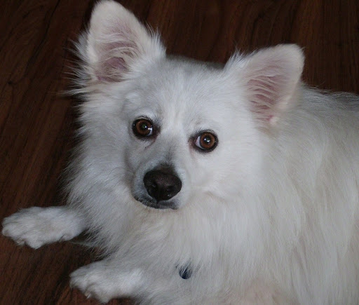 The Indian Spitz has been designated a separate unique Indian breed by the Kennel Club of India. ...