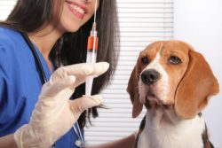 Diseases: English Beagles are in good health, but they are susceptible to certain diseases. Thes ...