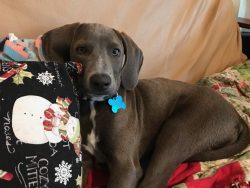 It is a very strong, intelligent, and active breed. She loves when her natural talents are appre ...