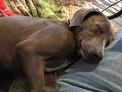 Blue-Lacy dogs are long-lived dogs, as their life expectancy often reaches 20 years. This dog is ...