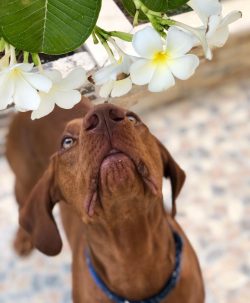 The Vizsla is an elegant representative of the hunting gun breed.