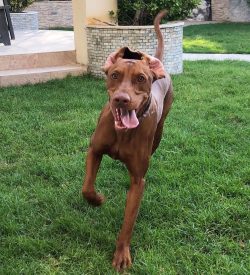 The Vizsla is a typical hunter. Elegant, bright as a ray of sunshine, she will undoubtedly becom ...