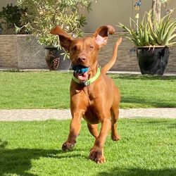 Despite the fact that for many centuries the Hungarian vizsla was considered a hunting dog, with ...