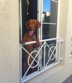 At first glance, the Hungarian Vizsla seems to be quite aggressive, as if born to guard the hous ...