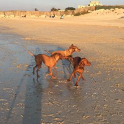 The characteristics of the Hungarian Vizsla breed speaks of natural friendliness, so the dog rej ...