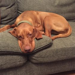 No matter how warmly the dog treats its pets, the owner will always play a special role in her life.