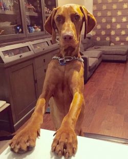 Vizsla dogs are social creatures, they like it when every member of the family pays attention to ...