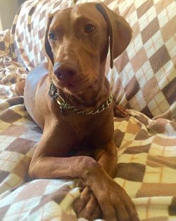 Description of the Hungarian Vizsla breed includes a good getting along in families with small c ...