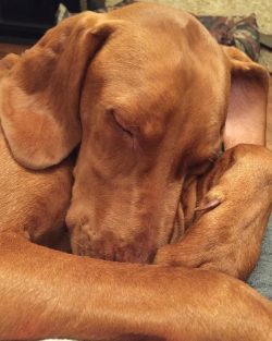 Most breeders turn to specialists when it comes to training.