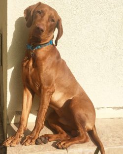 Each member of this breed needs a unique approach, so an inexperienced breeder may not be able t ...
