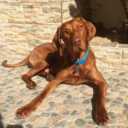 Despite this, the Hungarian Vizsla is a rather unpretentious breed, it is perfect for a novice d ...