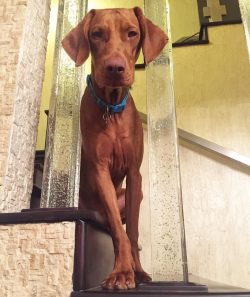 The dog does not require any special care or nutrition, is in good health and is very friendly.