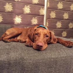 The life expectancy of the Hungarian vizsla directly depends on its activity.