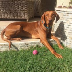 Twice a day, taking the dog out into the yard for 15 minutes will obviously not be enough, so th ...