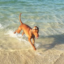 Pointers are not at all created for life with lazy or hard-working owners.
 