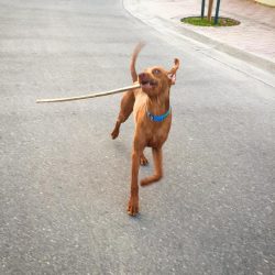 The history of the breed began back in the 10th century when their ancestors appeared on the ter ...