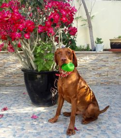 Hungarian vizsla – a dog of sizes closer to large. These hunters know how to draw glances  ...