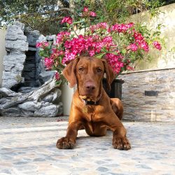 Moves vizsla gracefully, at a trot. If necessary, instantly goes into a canter. Even in movement ...