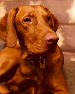 The coat of the Hungarian vizsla is short, thick, and tight to the body. Everywhere, except for  ...