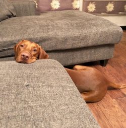 The typical colors of the Hungarian Vizsla are all shades of red.