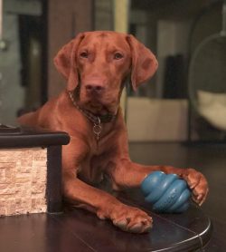 You should not put your dog on a diet if it has gained a couple of extra pounds. It is better to ...