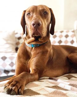 The Hungarian Vizsla is suitable for both experienced breeders and beginners in handling a dog.