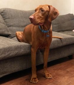 despite the friendliness, the owner chooses the vizsla once and for life.