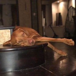 These dogs really need human love and attention.