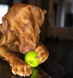 Another Vizsla puppy needs to be taught to calmly react to extraneous sounds, rustles, smells an ...