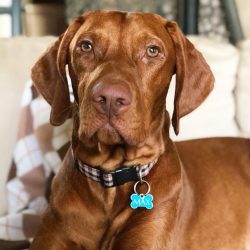 It is important to clearly establish the boundaries of communication between the owner and the dog.