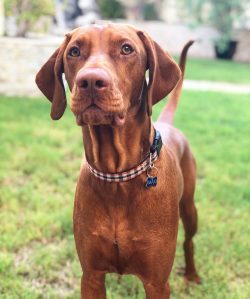 Vizsla needs to know where her bed and food bowl are. This is especially important if you have o ...