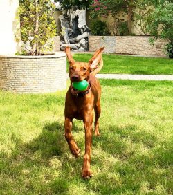 Timely upbringing and training of Vizsla will make the baby independent and save you from unnece ...