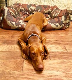 Train your pet to sleep on the spot little by little. Ideal if this place is outside of your bed ...