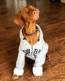 You don’t need to be around your dog all the time. This can be adversely reflected later i ...