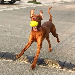 If you are not going to let Vizsla on your bed, then you need to teach him to sleep on his own c ...
