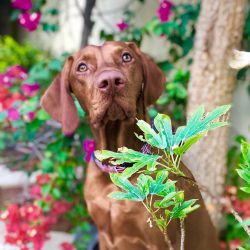 The character of the Hungarian vizsla requires as much patience as it does attention.