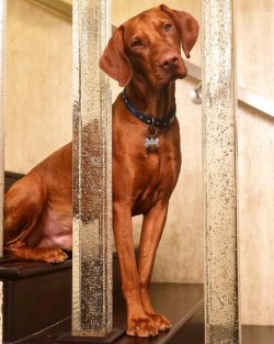 The puppy will wear objects that are of interest to him in his teeth. Use this to teach him the  ...