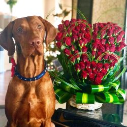During training, it is important that the dog not only brings things, but also voluntarily gives ...