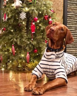 Already from the age of three months, you need to start taking the dog to an experienced trainer ...