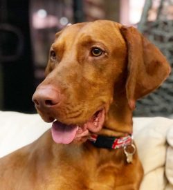 You shouldn’t train your dog just for the sake of bragging with friends. The goal of any t ...