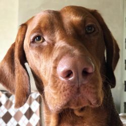 Hungarian Vizsla is not picky about food, but it is still worth adhering to the general rules. F ...