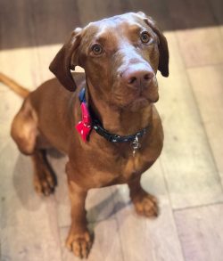 If you have made the decision to breed dogs of this breed, then it is recommended to have them o ...